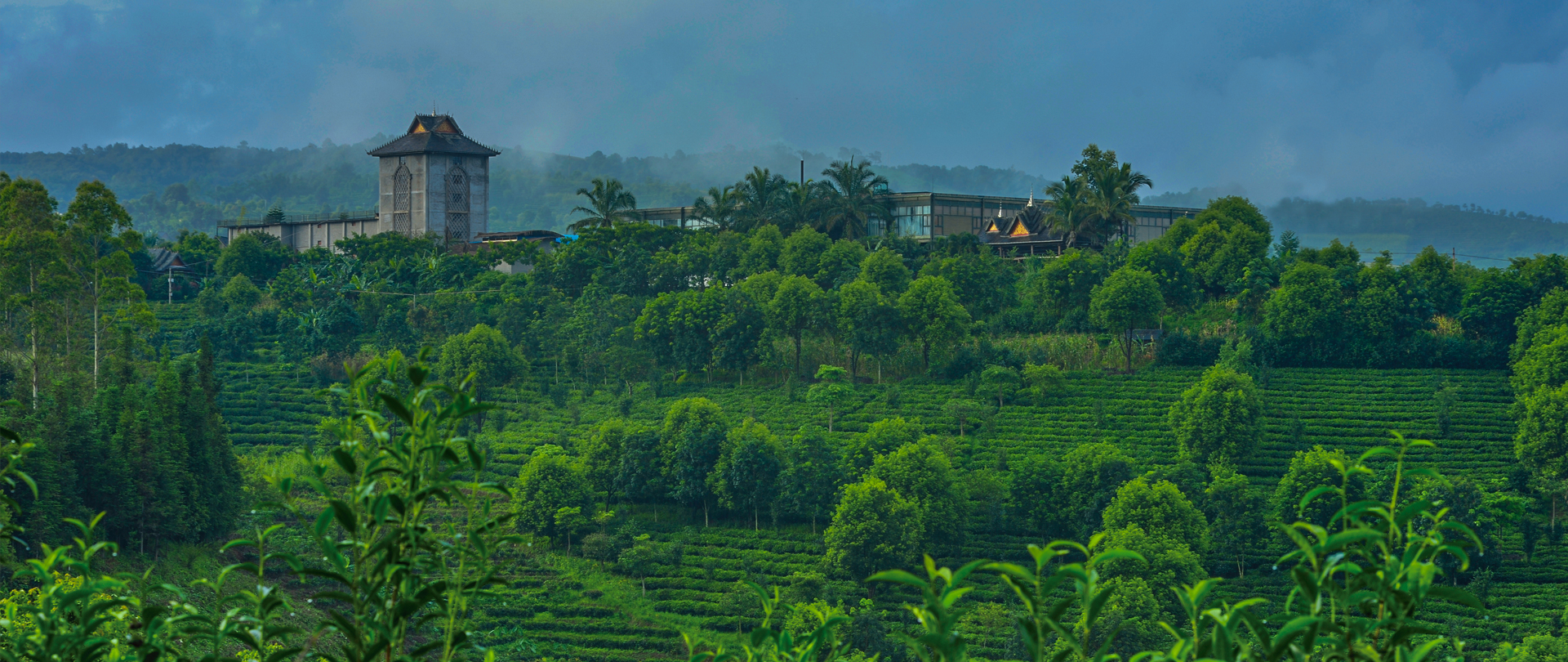 茶旅世界·最美茶园参评丨柏联普洱茶现代农业庄园万亩有机疏林茶园
